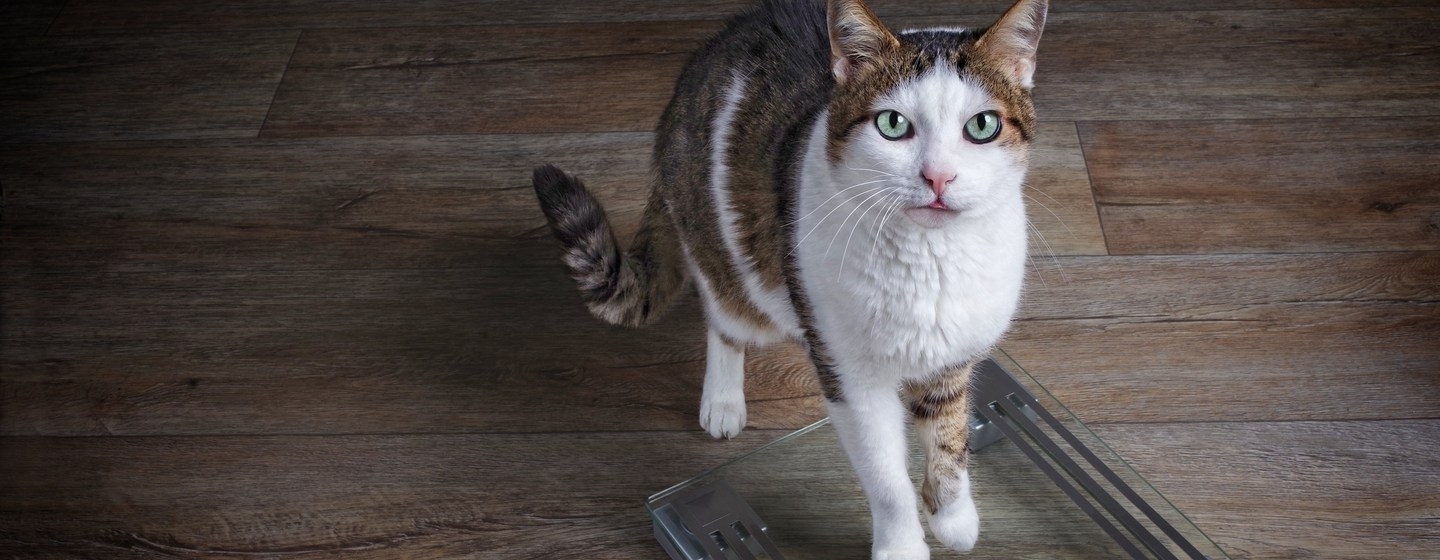 Old cat losing store hair and weight